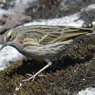 Pipit rosé