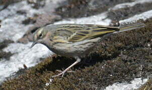 Rosy Pipit