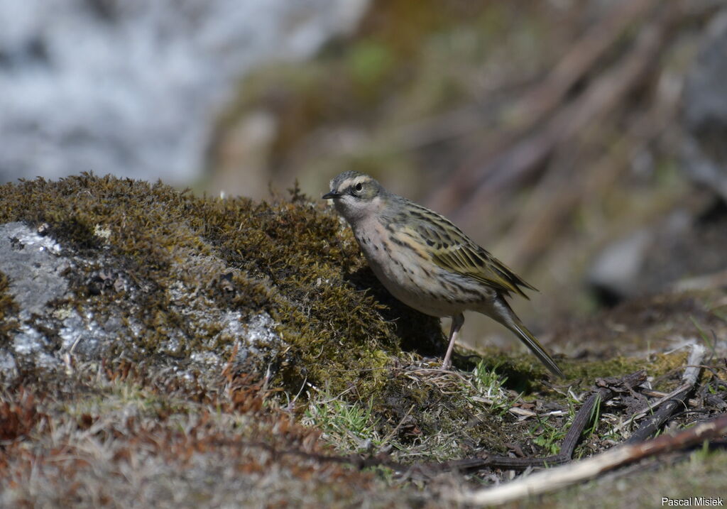 Pipit rosé