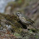 Pipit rosé