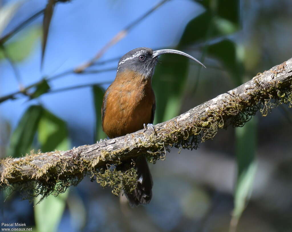 Slender-billed Scimitar Babbleradult, identification