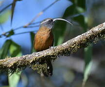 Slender-billed Scimitar Babbler