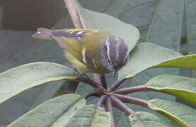 Ashy-throated Warbler