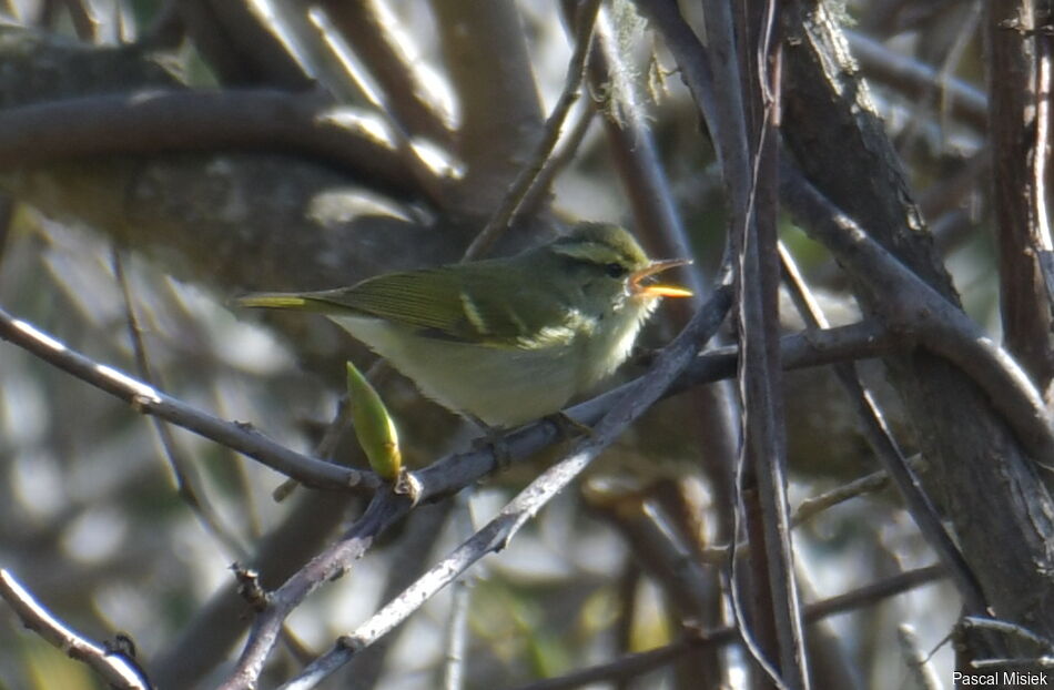 Blyth's Leaf Warbler, identification