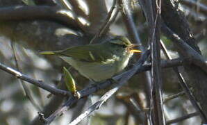 Blyth's Leaf Warbler