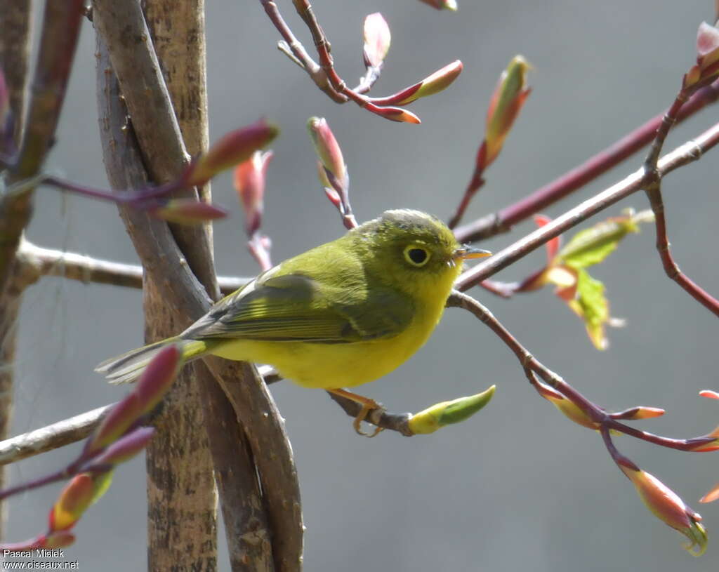 Whistler's Warbler