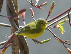 Whistler's Warbler