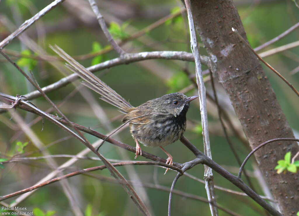 Black-throated Prinia, identification