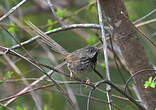 Prinia à gorge noire