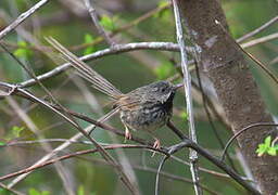 Black-throated Prinia