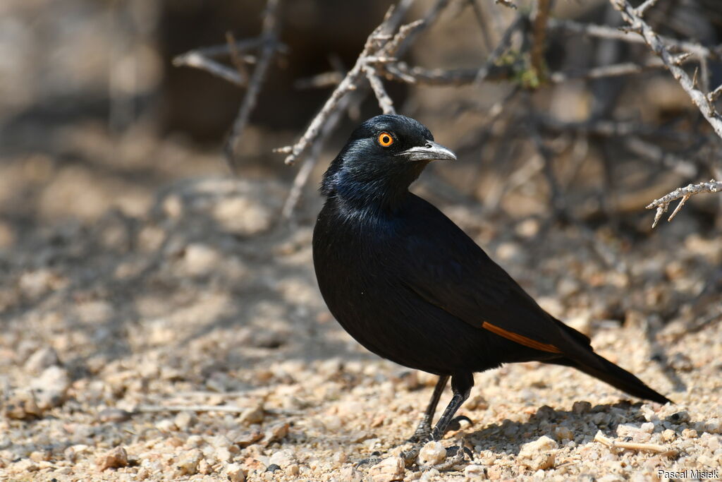 Pale-winged Starling