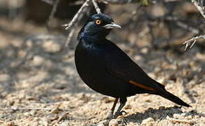 Pale-winged Starling