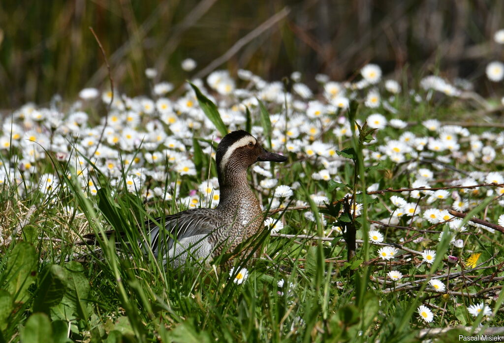 Garganey