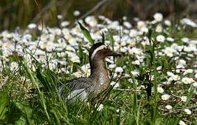 Garganey