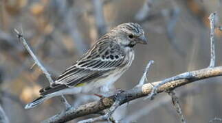 Black-throated Canary