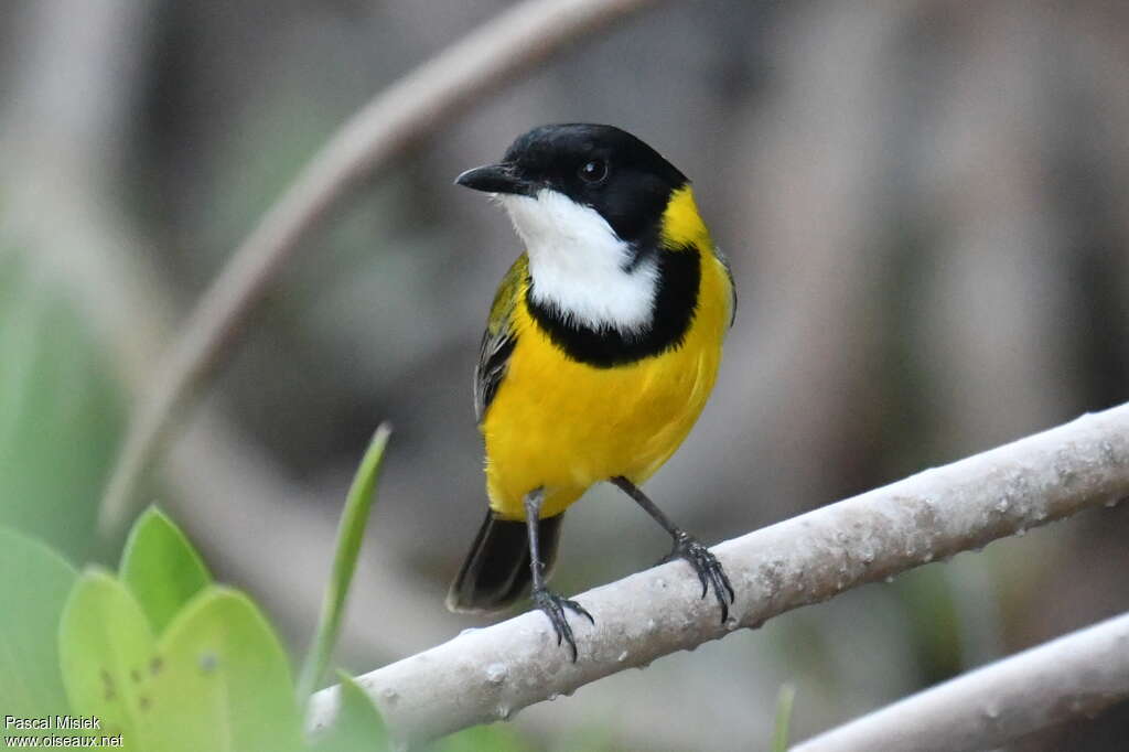 Mangrove Golden Whistler