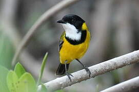 Mangrove Golden Whistler