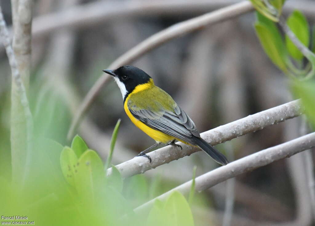 Mangrove Golden Whistler, identification