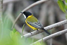 Mangrove Golden Whistler