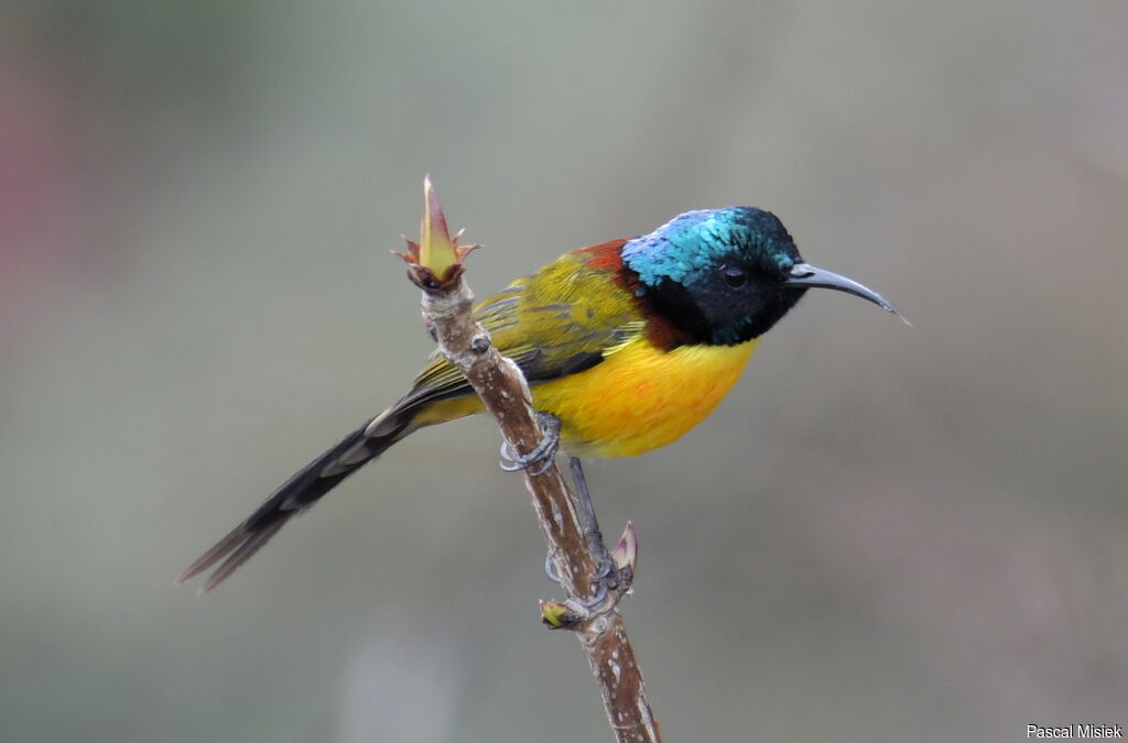 Green-tailed Sunbird