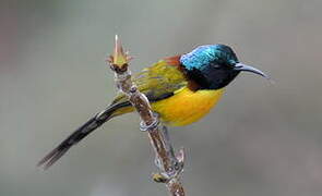 Green-tailed Sunbird