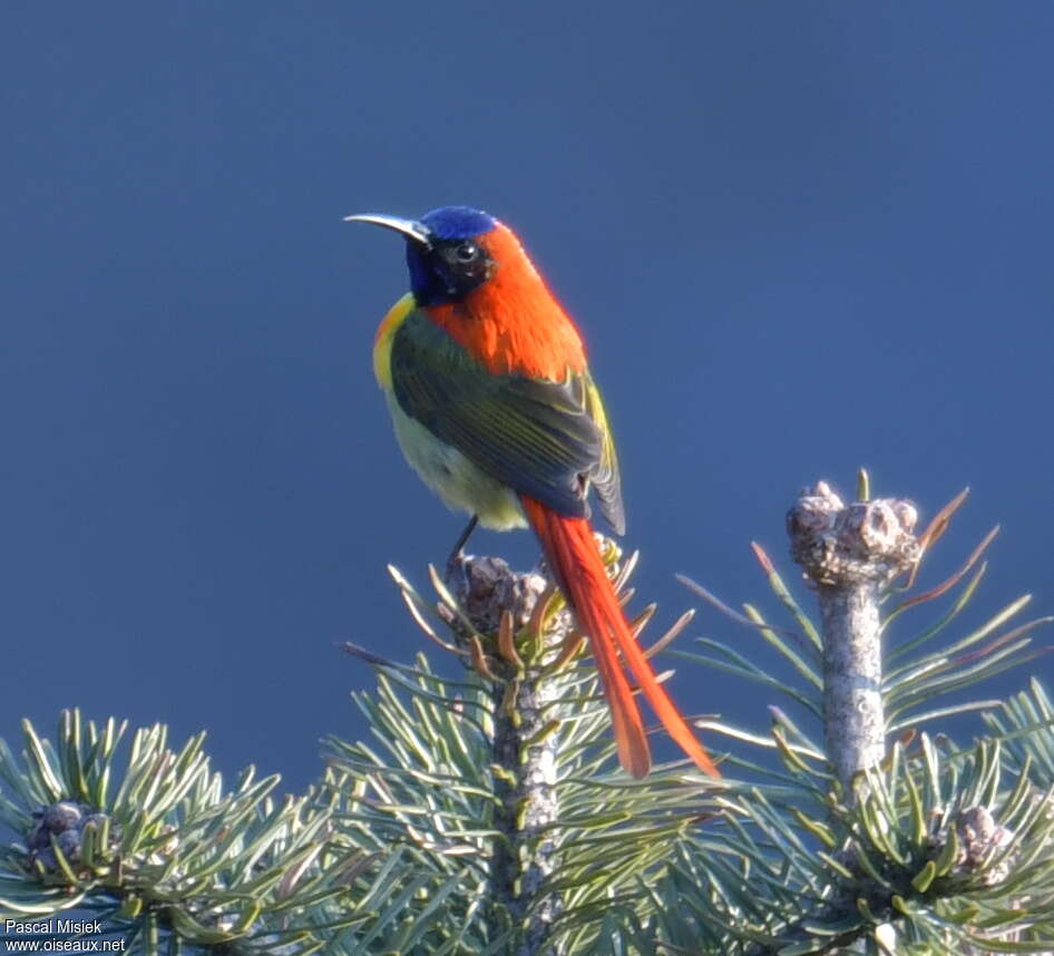 Fire-tailed Sunbird male adult, identification