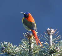 Fire-tailed Sunbird