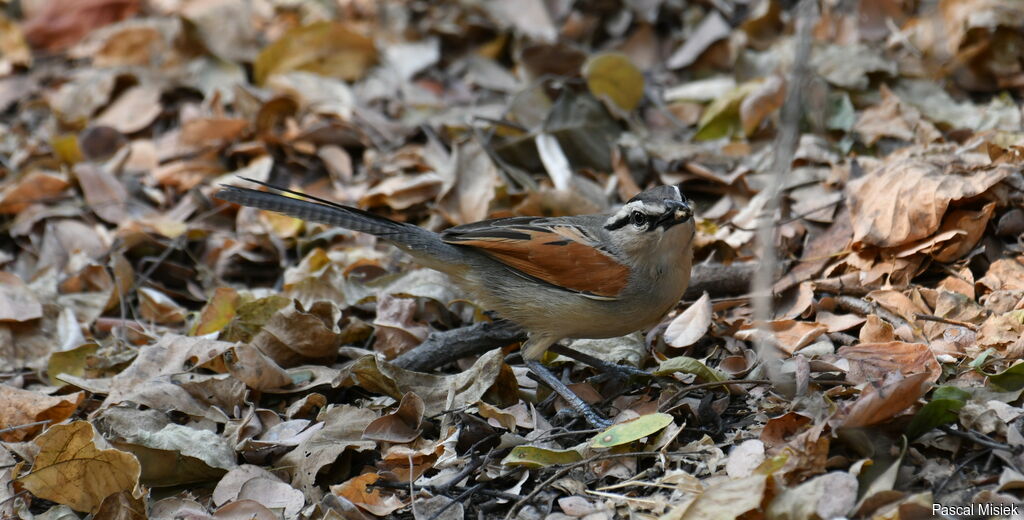 Brown-crowned Tchagra