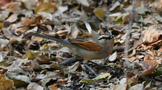 Brown-crowned Tchagra