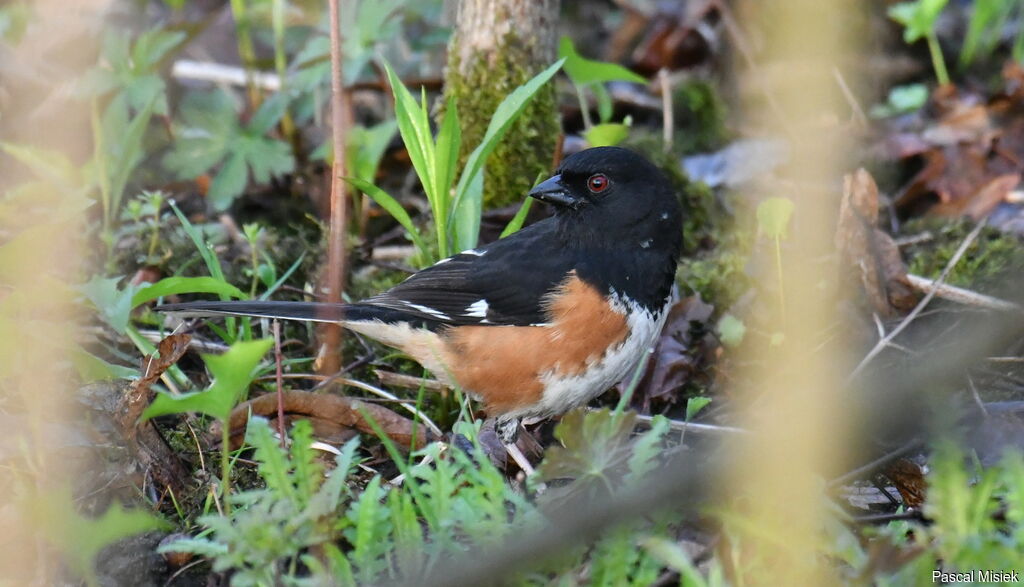 Eastern Towhee