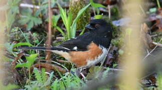 Eastern Towhee