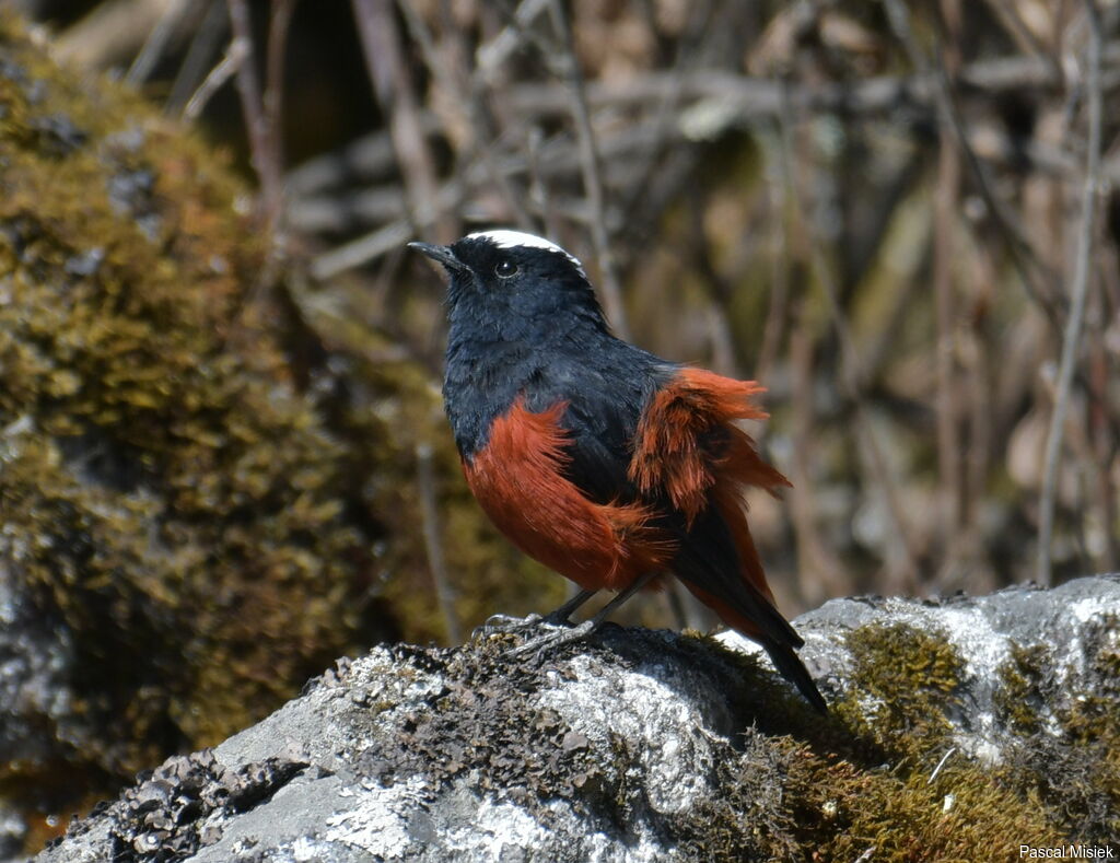 White-capped Redstartadult, identification, close-up portrait