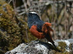 White-capped Redstart