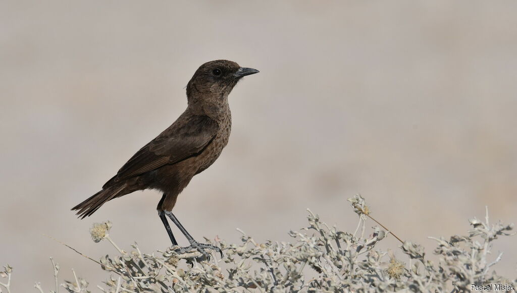 Ant-eating Chat