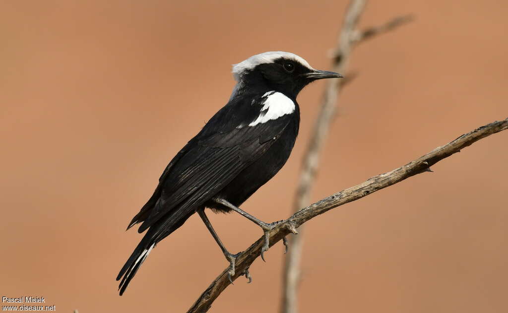 Traquet montagnard, identification