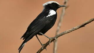 Mountain Wheatear