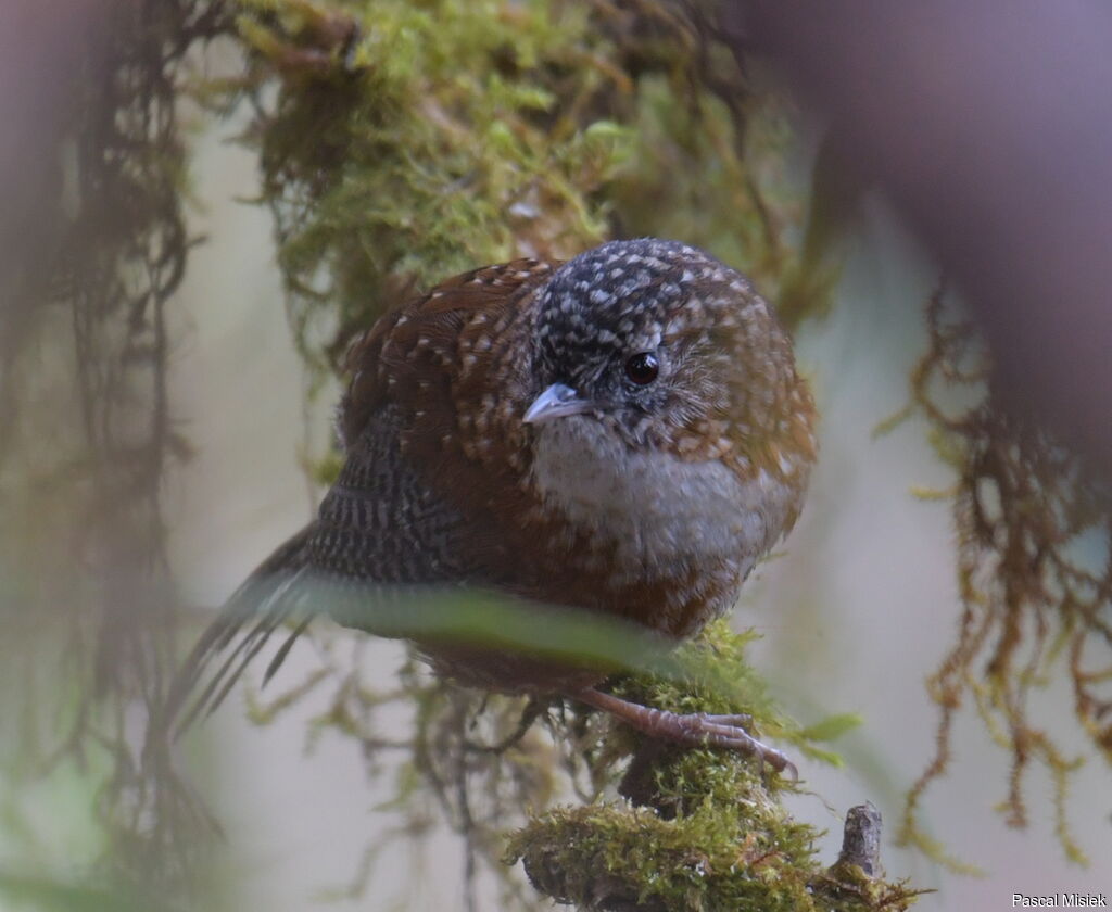 Bar-winged Wren-Babbler, identification, close-up portrait