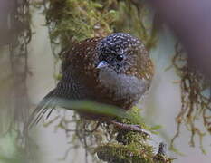 Bar-winged Wren-Babbler