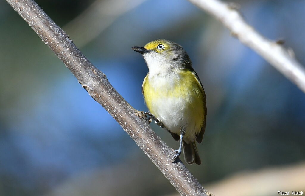 White-eyed Vireo