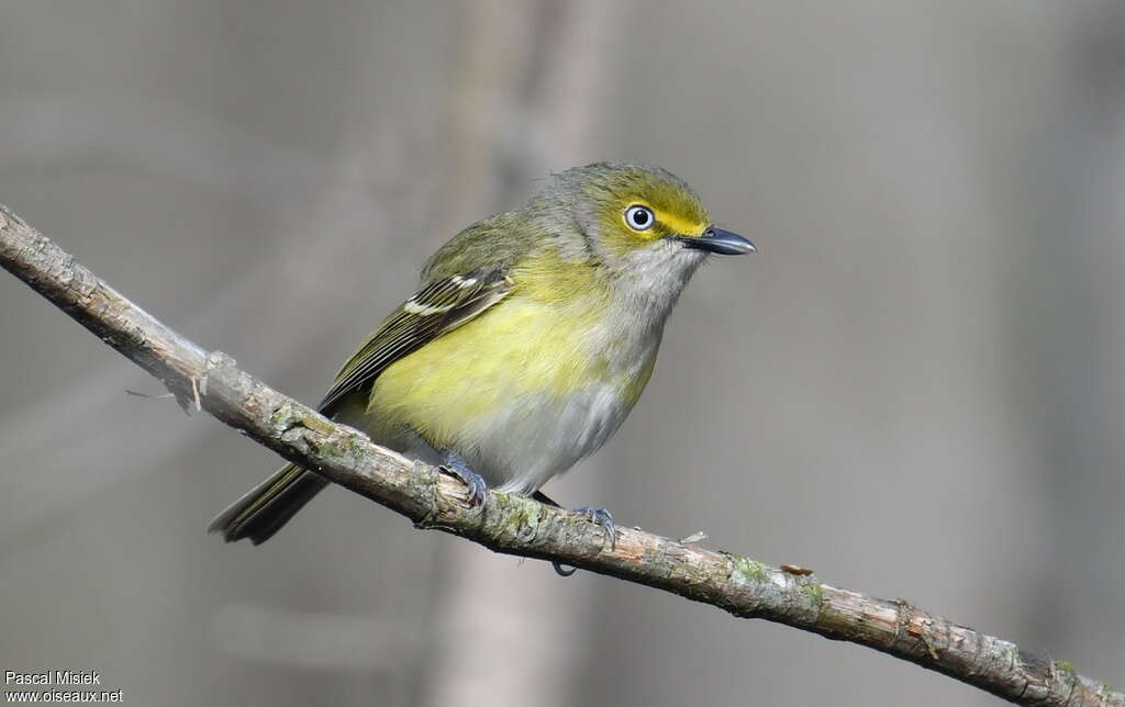 White-eyed Vireoadult, close-up portrait