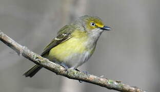 White-eyed Vireo