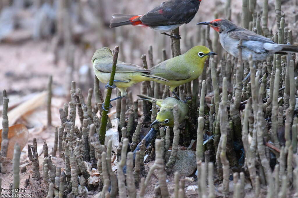 Canary White-eye