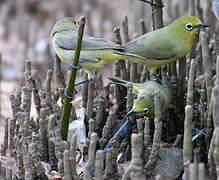 Canary White-eye