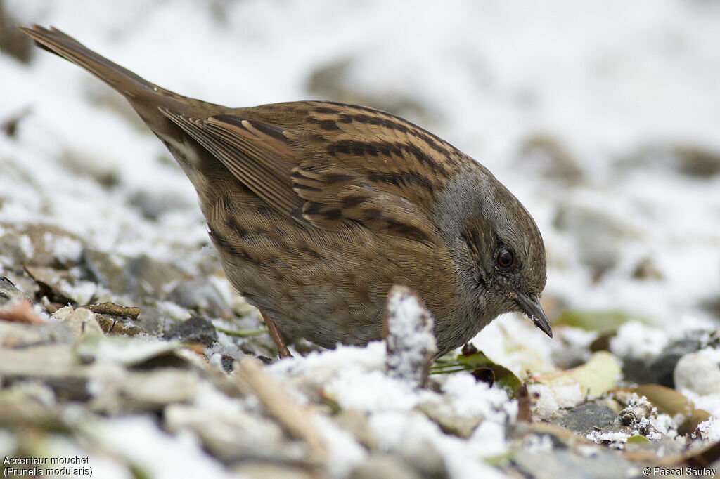 Dunnock, feeding habits