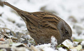 Dunnock