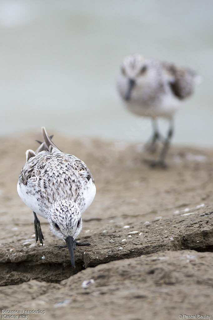 Bécasseau sanderling