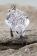 Bécasseau sanderling