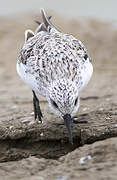 Bécasseau sanderling