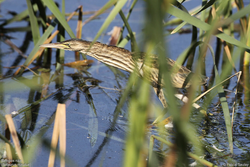 Little Bittern, Behaviour