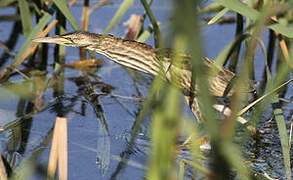 Little Bittern